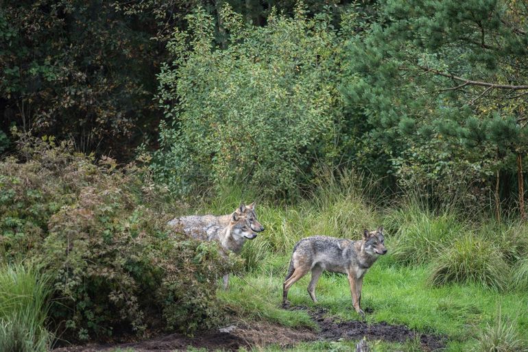 Wolven