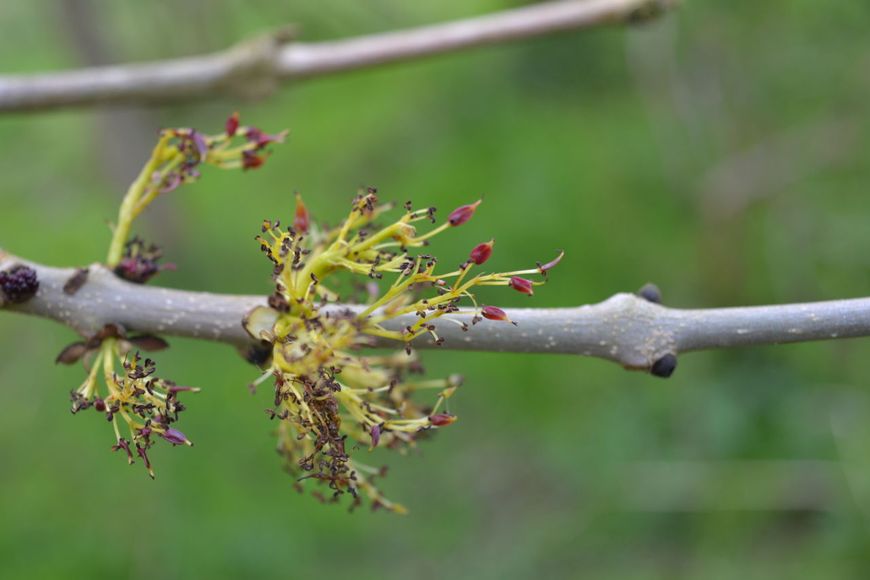 Bloem tweeslachtig es Fraxinus excelsior