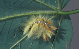 Frits Bink Bont schaapje rups Saxifraga