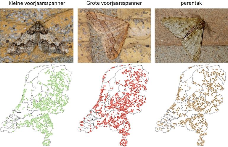 De drie besproken voorjaarsspanners en hun verspreiding in Nederland