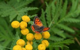 Kleine vuurvlinder op boerenwormkruid