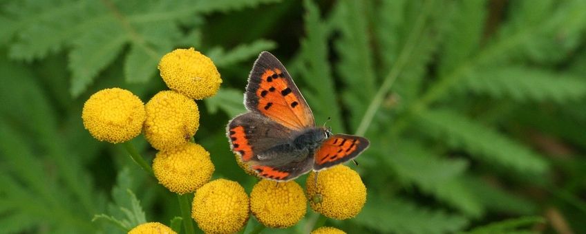 Kleine vuurvlinder op boerenwormkruid