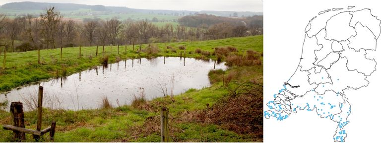 Leefgebied gaffelwaterjuffer (Epen, Limburg) en een verspreidingskaartje