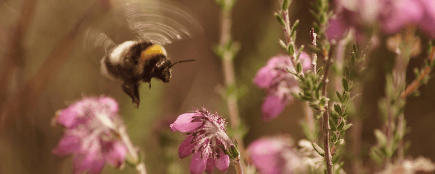 Nature Today | Buzzing decline: Dutch landscape is losing insect ...