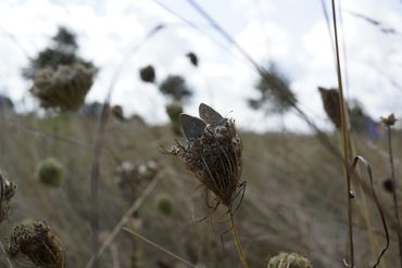 Vlinders op schermbloemen in de berm
