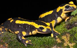Jelger Herder Vuursalamanders zijn vrijwel verdwenen uit ons land