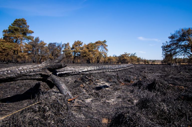 Op het verbrande oppervlak kunnen hagedissen en slangen geen beschutting en voedsel meer vinden