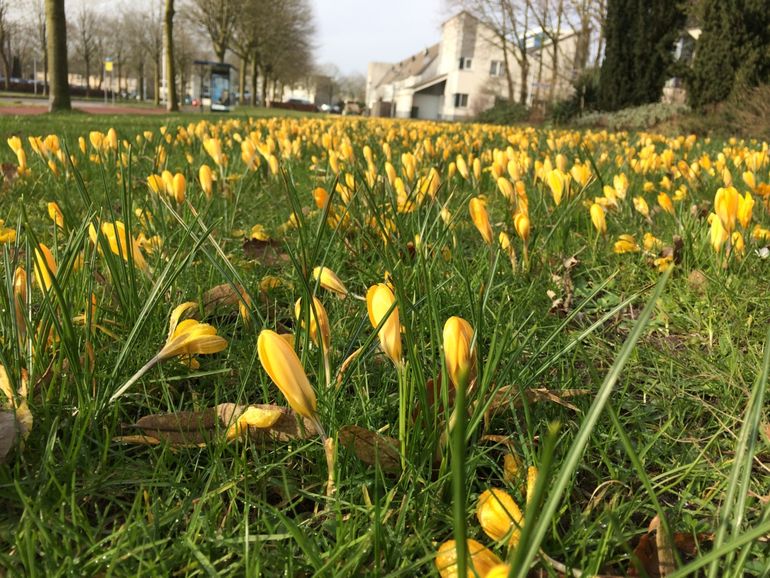 De vele bloeiende bloembollen laten zien dat de voorlente al volop gaande is