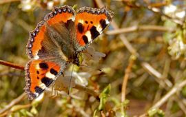 Kleine vos in het voorjaar - primair