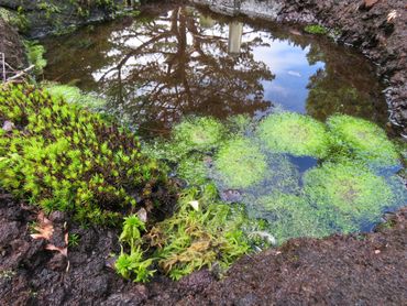 Mossenbed in de Systeemtuin van de Leidse Hortus