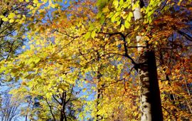 herfst bos Nederland