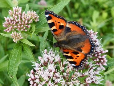 De kleine vos, die in de landelijke tuinvlindertelling erg weinig is gezien, werd wel geteld in het Kuinderbos, maar met 22 stuks ook niet erg veel