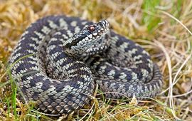 Adder