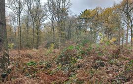 Staatsbosbeheer Een teveel aan stikstof leidt onder meer tot verruiging. Sommige plantensoorten gaan overwoekeren, ten koste van de andere.