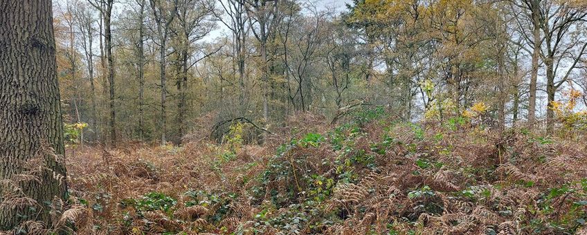 Een teveel aan stikstof leidt onder meer tot verruiging. Sommige plantensoorten gaan overwoekeren, ten koste van de andere.