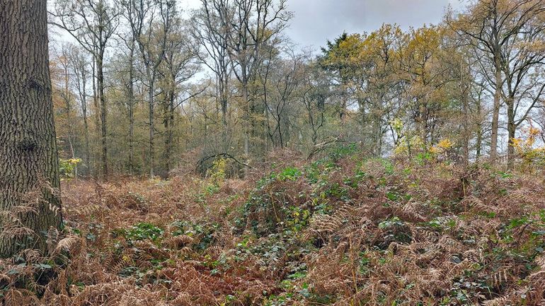 Een teveel aan stikstof leidt onder meer tot verruiging. Sommige plantensoorten gaan overwoekeren, ten koste van de andere