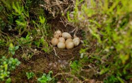 Niet uitgekomen korhoenlegsel. Bij vogels is een afgenomen uikomstpercentage van eieren een belangrijke indicatie voor inteeltproblemen.