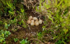 Hugh Jansman Niet uitgekomen korhoenlegsel. Bij vogels is een afgenomen uikomstpercentage van eieren een belangrijke indicatie voor inteeltproblemen.