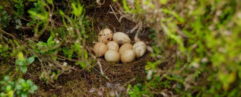 Niet uitgekomen korhoenlegsel. Bij vogels is een afgenomen uikomstpercentage van eieren een belangrijke indicatie voor inteeltproblemen.