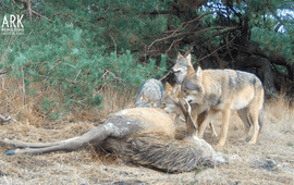Wolf eet van valwild. Onderzoek Dood Doet Leven 2023 © ARK Rewilding Nederland