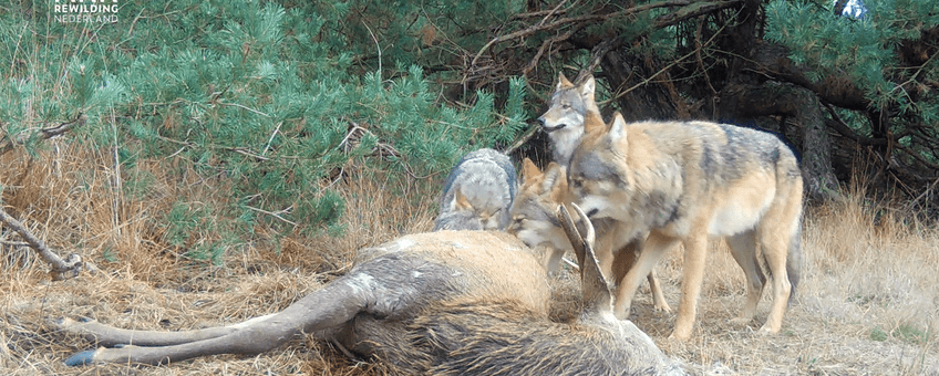 Wolf eet van valwild. Onderzoek Dood Doet Leven 2023 © ARK Rewilding Nederland
