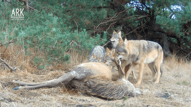 Met hun sterke bek zijn wolven in staat om door de huid van grote dieren te bijten. Zij openen het kadaver, zo worden voedingsstoffen ook voor andere dieren beschikbaar gesteld