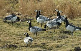 Branta leucopsis. Brandgans