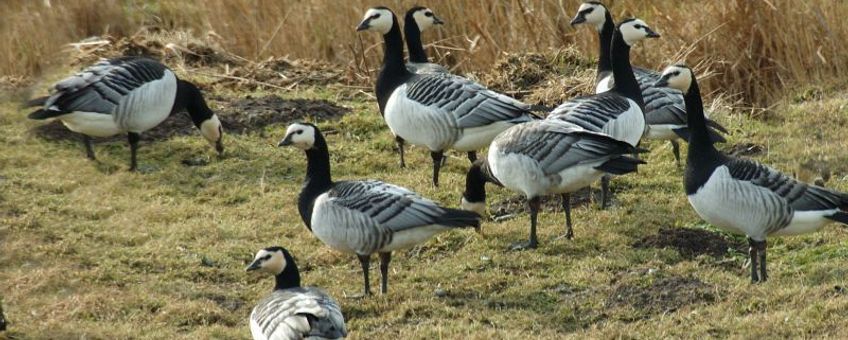 Branta leucopsis. Brandgans