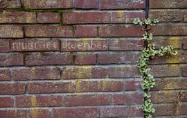 Jelger Herder Kademuur met muurleeuwenbek