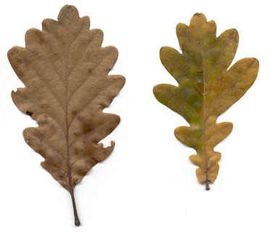 De Natuurkalender Bladeren van de wintereik (links) en zomereik (rechts)