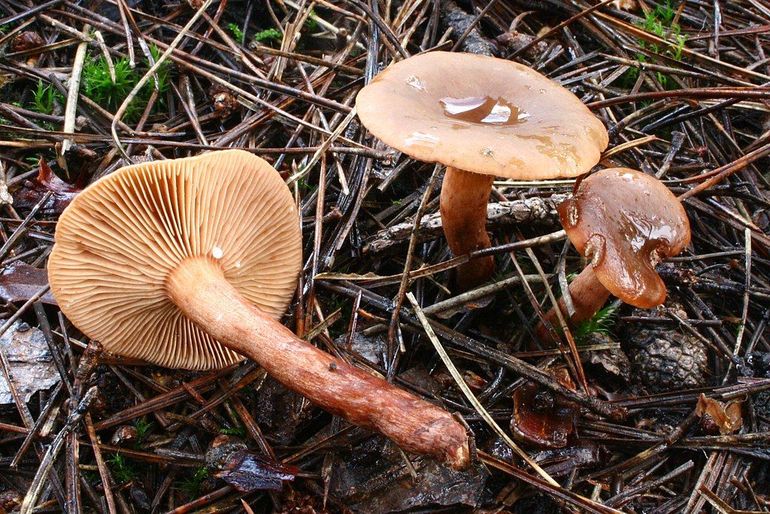 Bij beschadiging komt er een melkachtig sap uit de lamellen van de levermelkzwam