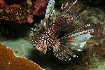 Lionfish