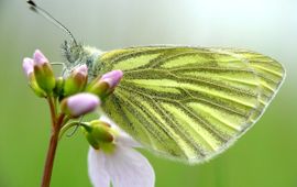 Henk Bosma, Saxifraga klein geaderd witje