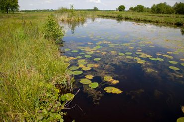 Leefgebied van de sierlijke witsnuitlibel in de Weerribben