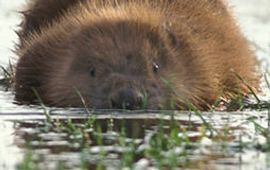 Rollin Verlinde (Vilda) Bever