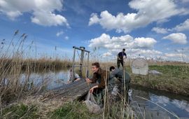 Credits: Staatsbosbeheer Het Wageningen Marine Research-visteam 2025 aan het werk in de Oostvaardersplassen; van l. naar r.: Joep de Leeuw, Kyra Beeftink, Matthijs Ledder en Joey Volwater