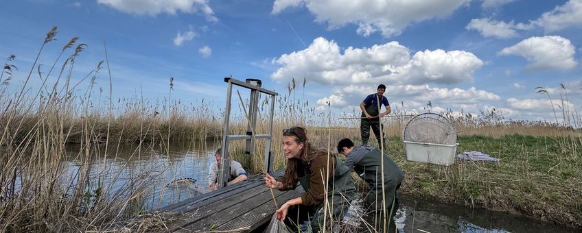 Het Wageningen Marine Research-visteam 2025 aan het werk in de Oostvaardersplassen; van l. naar r.: Joep de Leeuw, Kyra Beeftink, Matthijs Ledder en Joey Volwater