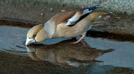 Appelvink bij water