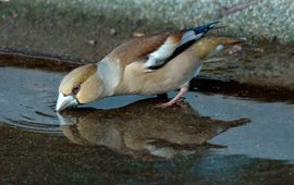 Ruud van Beusekom Appelvink bij water
