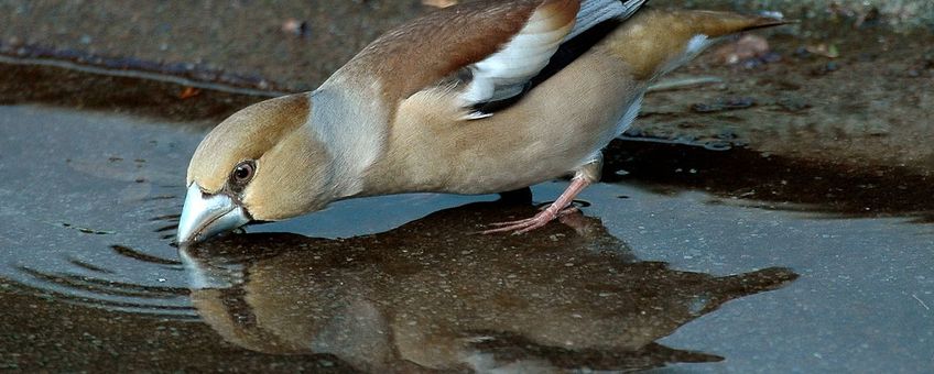 Appelvink bij water