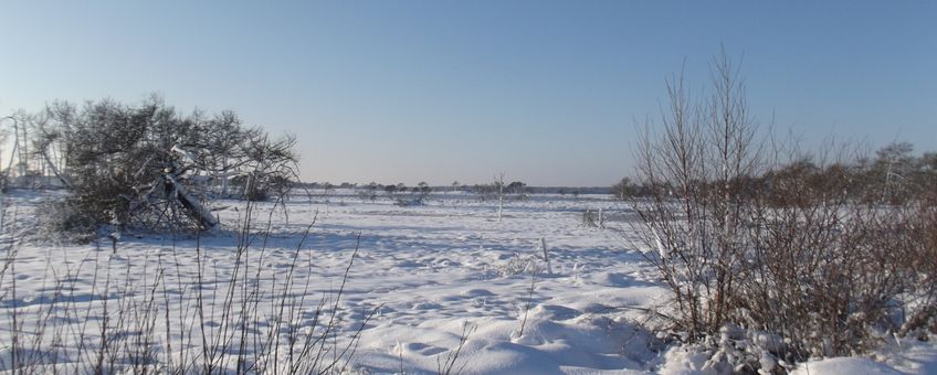 Stappersven in de sneeuw