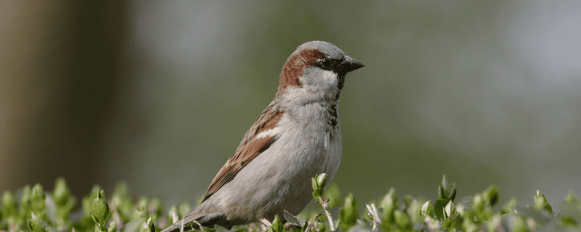 Huismus in heg