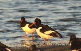 “Wietske” (ringcode RB-CLLC, zender 5445) is in december op Vlieland geringd en gezenderd en werd vervolgens bij de Balgzandpolder terug gevonden en gefotografeerd. De zwarte zender draagt ze als een rugtasje en is bijna niet te zien