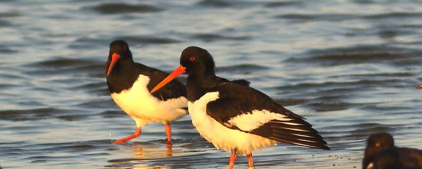 “Wietske” (ringcode RB-CLLC, zender 5445) is in december op Vlieland geringd en gezenderd en werd vervolgens bij de Balgzandpolder terug gevonden en gefotografeerd. De zwarte zender draagt ze als een rugtasje en is bijna niet te zien