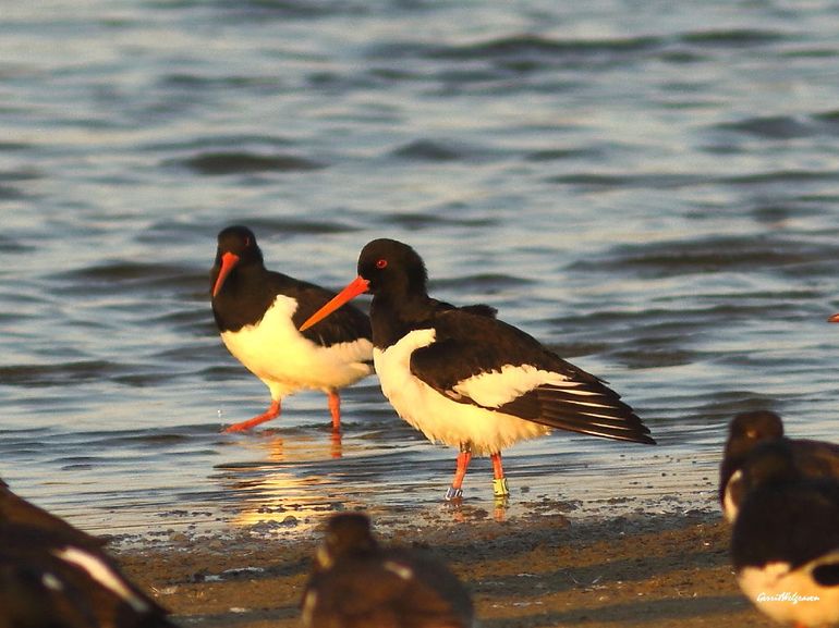 “Wietske” (ringcode RB-CLLC, zender 5445) is in december op Vlieland geringd en gezenderd en werd vervolgens bij de Balgzandpolder terug gevonden en gefotografeerd. De zwarte zender draagt ze als een rugtasje en is bijna niet te zien