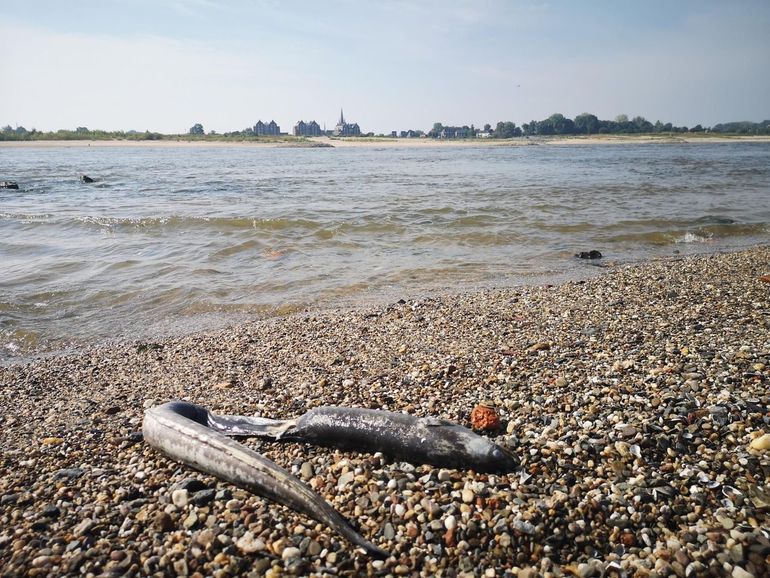 Een van de vele tijdens het onderzoek gemaakte foto's van beschadigde vis.