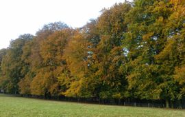 Beuken in herfstkleur