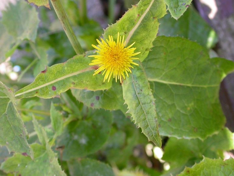 Melkdistels bloeien met gele lintbloemen