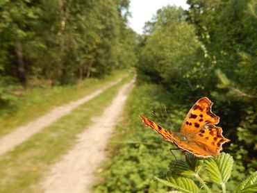 Een mannetje gehakkelde aurelia op zijn uitkijkpunt