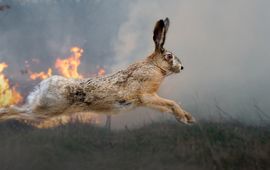 European hare